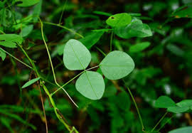 Image result for Dumasia