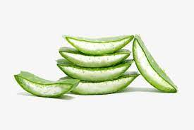 Fresh Aloe Vera In Kind Slice Leaf Png And Vector With Transparent Background For Free Download Fresh Aloe Vera Aloe Vera Aloe