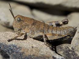 Image result for Orthopichonia