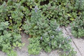 Image result for Vitex trifolia