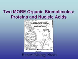 Check spelling or type a new query. Two More Organic Biomolecules Proteins And Nucleic Acids Ppt Download