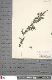 Image result for Asplenium blastophorum