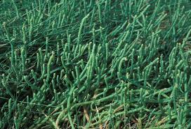 Image result for Salicornia perrieri