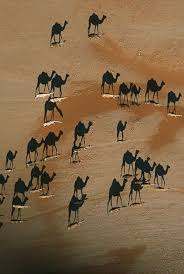Camels are a mammal of the camelidae family. Beautiful Shadow Effect Wallpapers Animals Shadow Shadow Photography