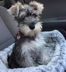 Miniature Schnauzer Puppies for Sale | PuppySpot