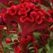 Twisted Red Cockscomb Celosia Cristata Proven Winners