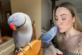 Meet Halmet, the bird that's also a therapist!