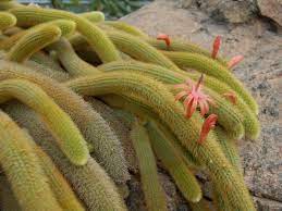 Cleistocactus Winteri Golden Rat Tail World Of Succulents Cactus Care Cacti And Succulents Cactus