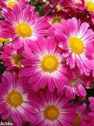 1254650 Gif 240 320 Flower Wallpaper Love Flowers Chrysanthemum Flower