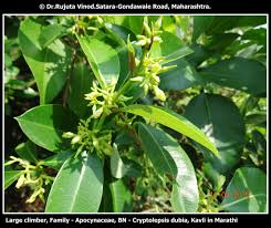 Image result for Cryptolepis obtusa