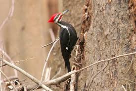Like many other woodpeckers, downy woodpeckers feature mainly black and white coloration, with a tiny speck of bright red on the caps of their heads. The 8 Species Of Woodpeckers In Georgia With Pictures Bird Feeder Hub