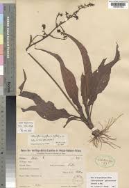 Image result for Chlorophytum gallabatense