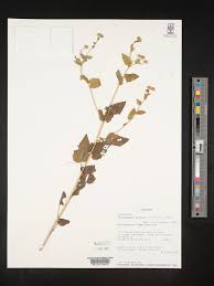 Image result for Anisopappus kirkii