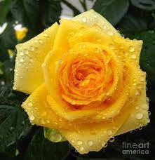 Yellow Rose With Water Droplets By Maria Malevannaya Yellow Roses Pink Rose Flower Water Droplets