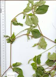 Image result for Cyathula natalensis