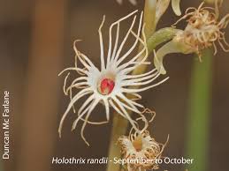 Image result for Holothrix randii