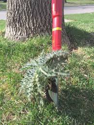 Say Goodbye To Back Breaking Weeding Forever With The Wolf Garten Iwf Weeding Tool Set It S The Best Tool For Garden Tools Garden Solutions Best Garden Tools
