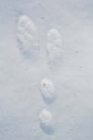 Animals bunny prints in the snow. Snowshoe Hare Tracks Mynature Apps