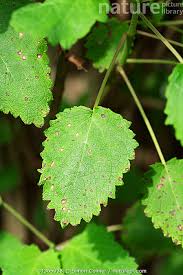 Image result for Tetradenia