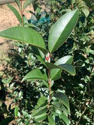 Image result for Phyllanthus muellerianus