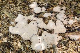 Occasionally in the spring and summer, growths of slime mold can be seen on surfaces such as lawns, organic mulches and rotting logs and the following is true of slime molds: Mulch Fungus Why It Forms And How To Deal With It Engledow Group