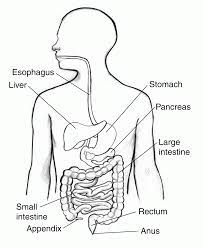 Download and print these digestive system coloring pages for free. Coloring Pages Of Digestive System Coloring Home