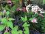 Knotweed Polygonum