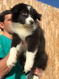 Satilik Border Collie Yavrular Satilik Border Collie Yavrular Kopek Kopekseverler Kopeksahiplendirme K Border Collie Border Collie Blue Merle Dogs