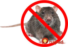 Ako Vyhnat Mysi Z Domu Vyskusajte Tuto Neskodnu Prirodnu Metodu Ako Getting Rid Of Mice Animals