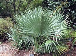 Check spelling or type a new query. Native Drought Tolerant Plants For Your Florida Landscape Big Earth Supply