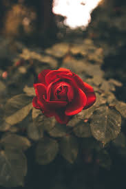 Drxgonfly Beautiful Rose Flowers Red Roses Wallpaper Flower Aesthetic
