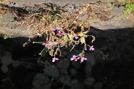 Image result for Canscora diffusa