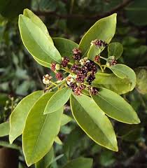 Image result for Santalaceae