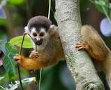 Black Crowned Central American Squirrel Monkey, Saimiri oerstedii