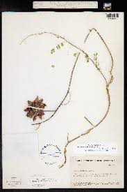 Image result for Rhynchosia caribaea