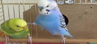 Bazılarınız kuş beyinli ifadesini çok zeki olmayan biri için aşağılayıcı bir terim olarak duymuş olabilir. Muhabbet Kusu Davranislari Ve Anlamlari Kus Yuvam