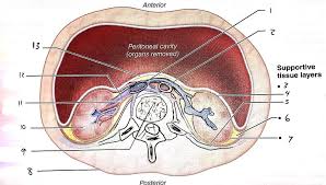 Exercise 40 Anatomy Of The Urinary System Anatomy Drawing Diagram