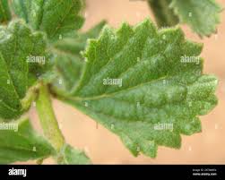 Image result for Chascanum hederaceum