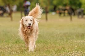 The puppies are absolutely stunning!! What Kind Of Health Problems Do Golden Retrievers Have Popsugar Pets