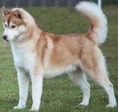 Check spelling or type a new query. Colors Of Siberian Huskies Pethelpful