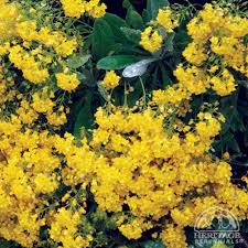 Image result for Aurinia