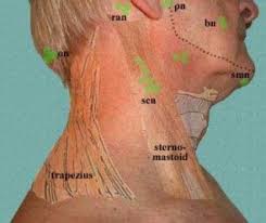 Lymphodem Entwasserung Zuruck Lymphdrainage Hals Lymphmassage Lymph Massage Blog