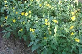 Image result for Verbesina encelioides