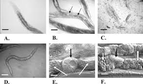 Image result for Monotes elegans