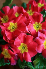 Pin By Maryjo Hetro On Flowers Shade Loving Flowers Flowers Perennials Shade Flowers