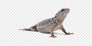 animal lagarto animal biologico lagartija png pngwing animal lagarto animal biologico