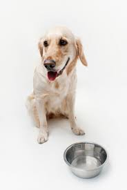 preventing canine bladder stones