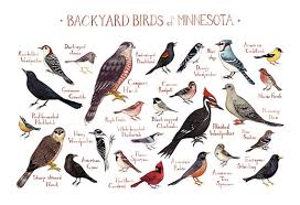 Identification Backyard Birds Of Minnesota Minnesota Backyard Birds Field Guide Art Print Watercolor Painting Wall Art Nature Print Bir Backyard Birds Bird Poster Birds