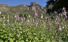 Image result for Ceratotheca triloba