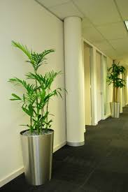 Adjustable plant hanger, multiple plants display, room divider, hanging shelves, wall planter. Special Arrangements Indoor Plants à¤… à¤¦à¤° à¤°à¤–à¤¨ à¤• à¤ª à¤§ à¤˜à¤° à¤® à¤²à¤— à¤¨ à¤• à¤² à¤ à¤ª à¤§ à¤‡ à¤¡ à¤° à¤ª à¤² à¤Ÿ à¤‡à¤¨à¤¡ à¤° à¤ª à¤² à¤Ÿ à¤¸ Bonita Plants And Landscapes Private Limited Bengaluru Id 13506980988